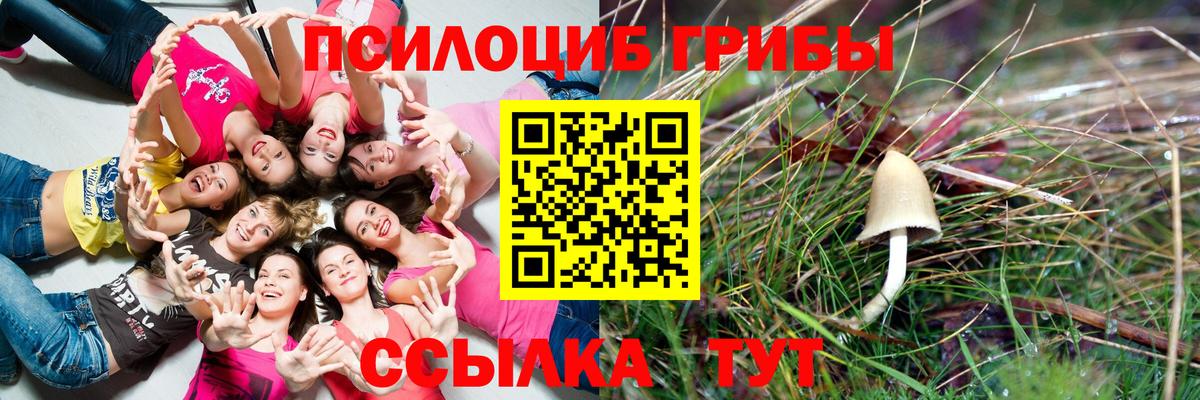 Боровичи  Галлюциногенные грибы Cubensis  Вход с VPN  Псилоцибиновые грибы Cubensis 