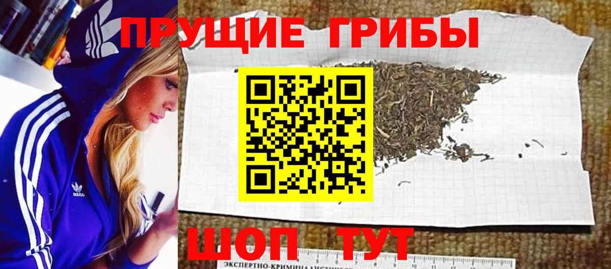 Псилоцибиновые грибы Psilocybine cubensis Боровичи